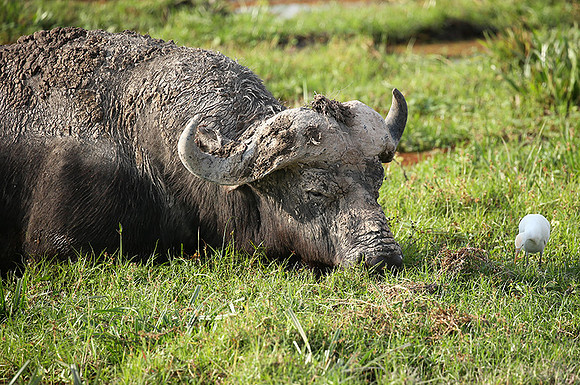 Amboseli National Park