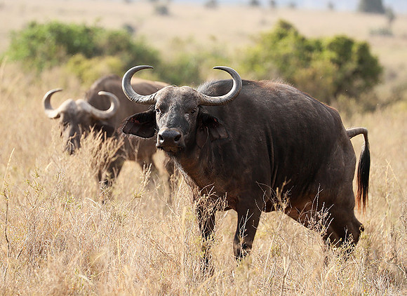 Nairobi National Park