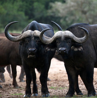 Laikipia