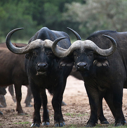 Laikipia