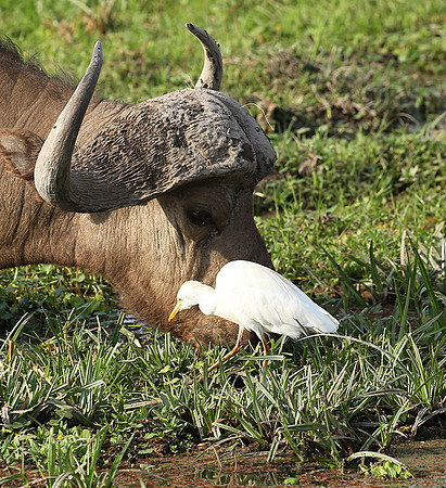 Amboseli National Park