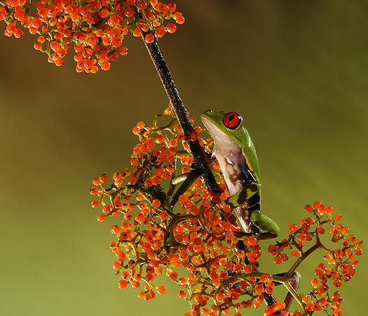 Red-eyed tree frog