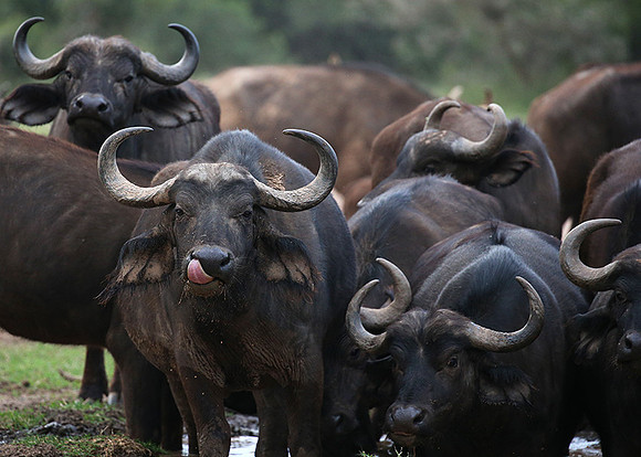 In a private wildlife sanctuary - Laikipia