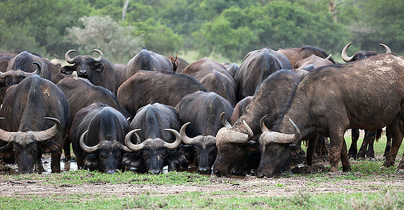 In a private wildlife sanctuary - Laikipia