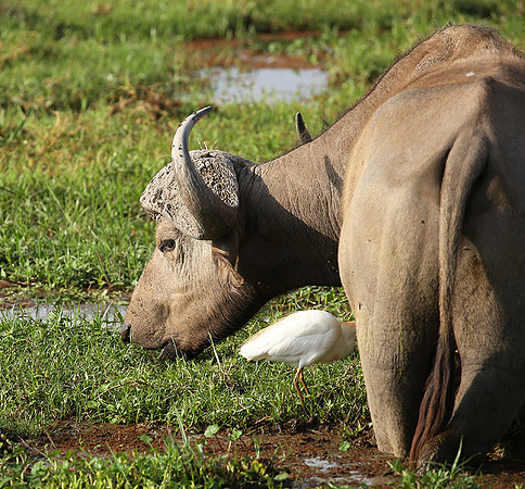 Amboseli National Park