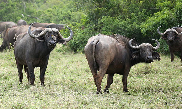 Laikipia