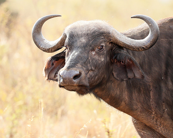 Nairobi National Park