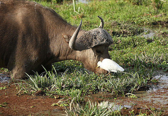 Amboseli National Park