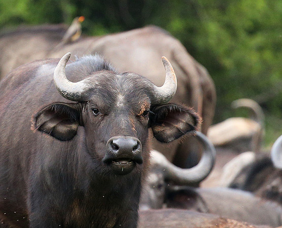 Laikipia