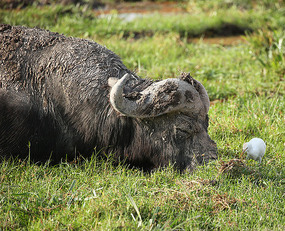 Amboseli National Park