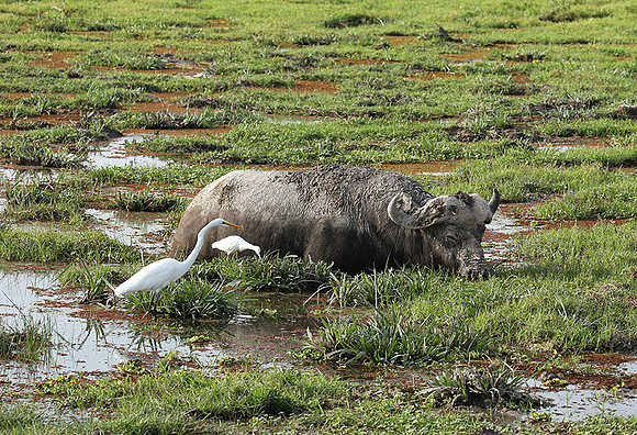Amboseli National Park