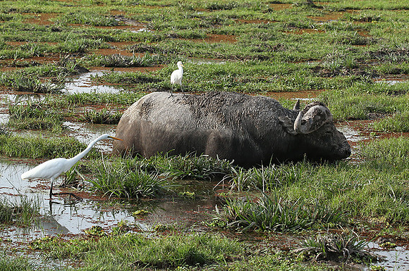 Amboseli National Park