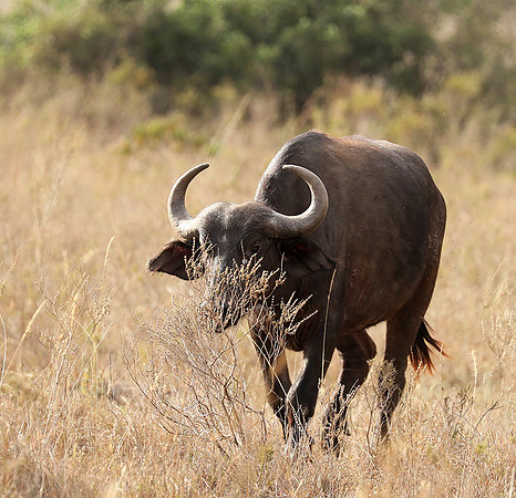 Nairobi National Park
