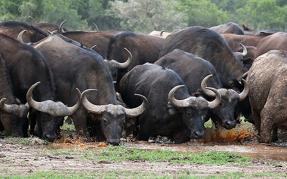 In a private wildlife sanctuary - Laikipia