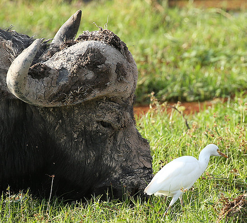 Amboseli National Park