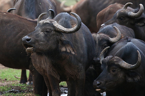 In a private wildlife sanctuary - Laikipia
