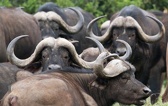 Laikipia