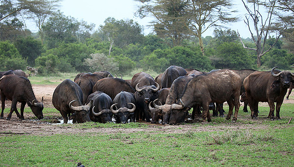 In a private wildlife sanctuary - Laikipia