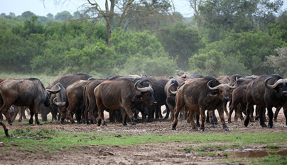 In a private wildlife sanctuary - Laikipia