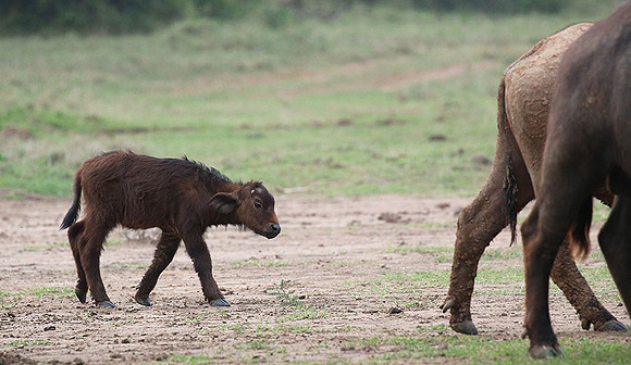 Laikipia