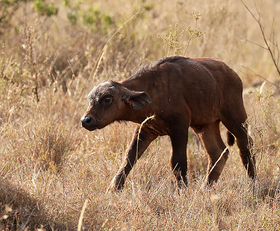 Nairobi National Park