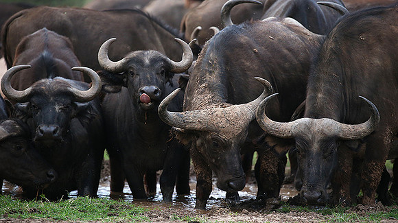 In a private wildlife sanctuary - Laikipia