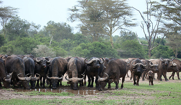 In a private wildlife sanctuary - Laikipia