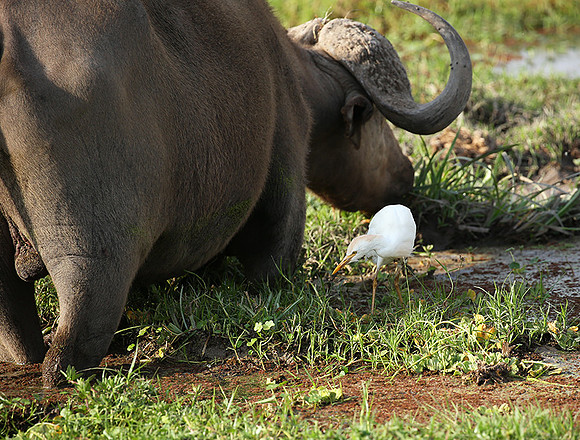 Amboseli National Park