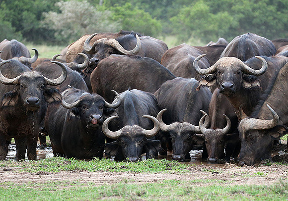 In a private wildlife sanctuary - Laikipia