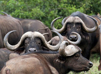 Laikipia