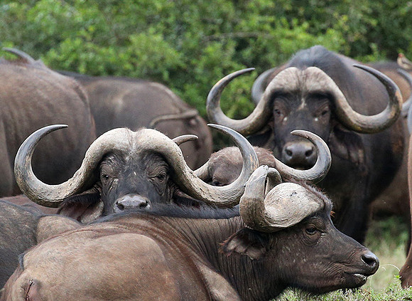Laikipia