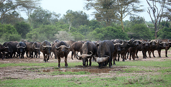 In a private wildlife sanctuary - Laikipia