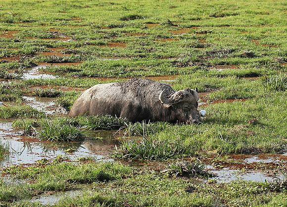 Amboseli National Park