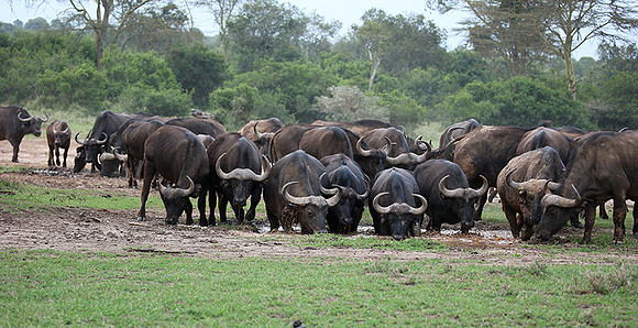 In a private wildlife sanctuary - Laikipia