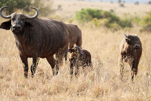 Nairobi National Park