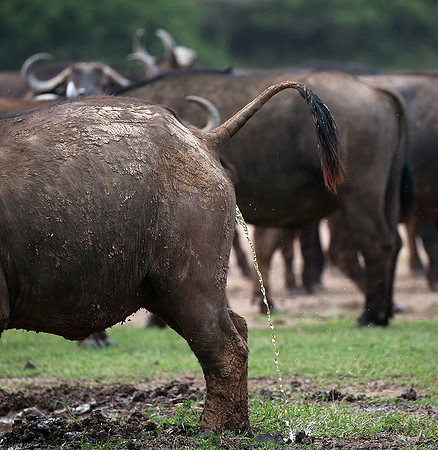 Laikipia
