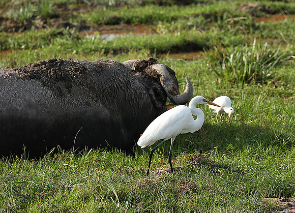 Amboseli National Park