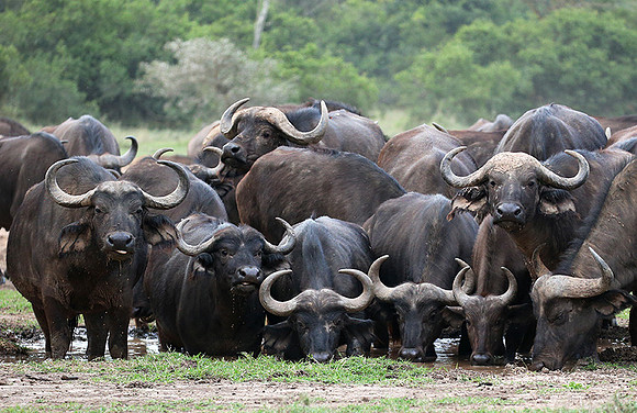 In a private wildlife sanctuary - Laikipia