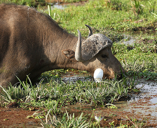 Amboseli National Park
