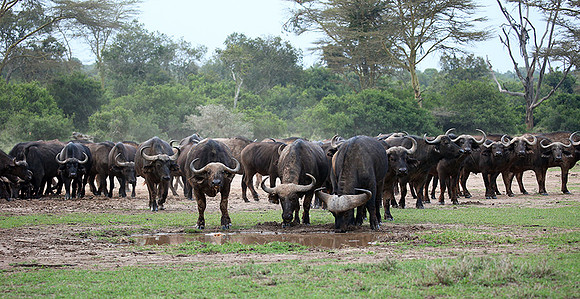 In a private wildlife sanctuary - Laikipia