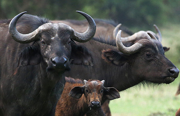 Laikipia