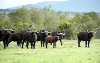 Laikipia