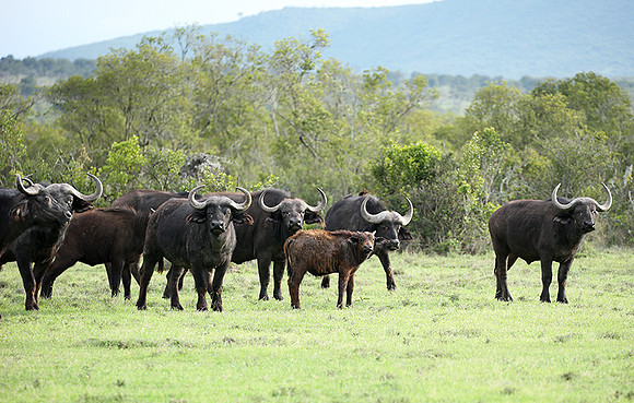 Laikipia