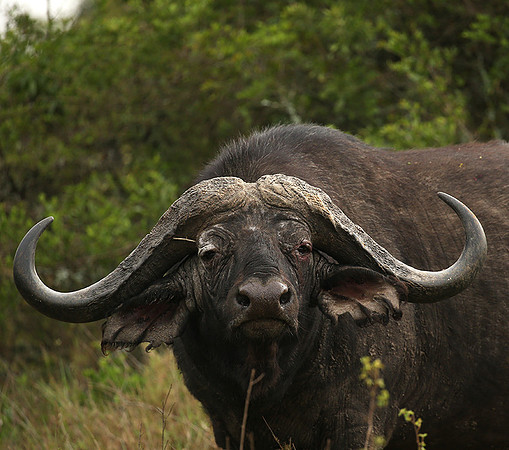 Laikipia