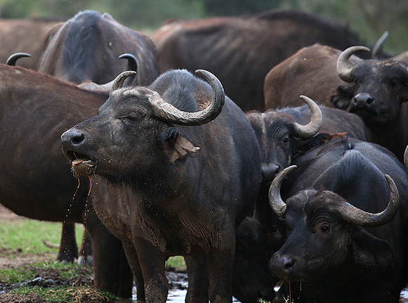 In a private wildlife sanctuary - Laikipia