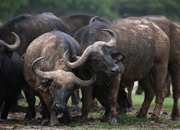 In a private wildlife sanctuary - Laikipia