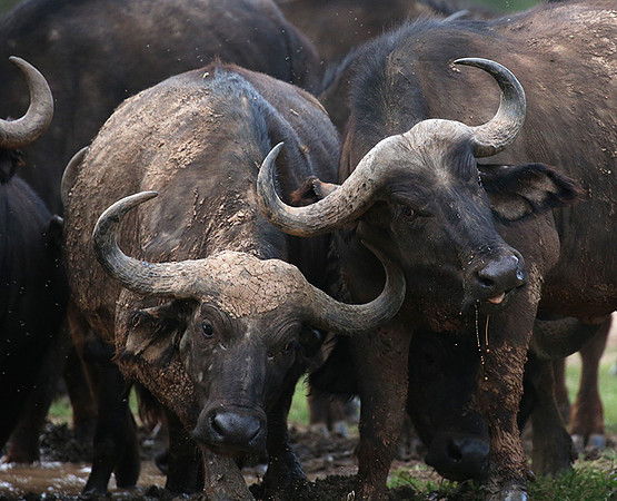 In a private wildlife sanctuary - Laikipia
