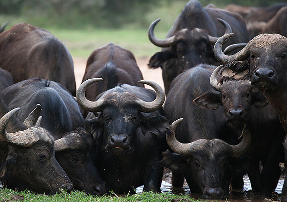 In a private wildlife sanctuary - Laikipia