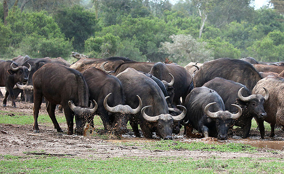 In a private wildlife sanctuary - Laikipia
