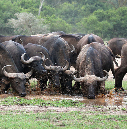 In a private wildlife sanctuary - Laikipia